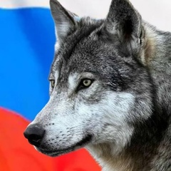 Russian Wolf - видео и фото