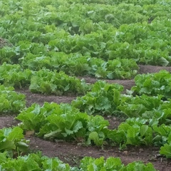 Sekou Tangara - видео и фото