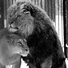 Мейрамбек Байниязов - видео и фото