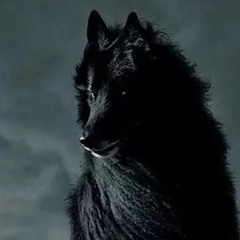 Black Wolf - видео и фото