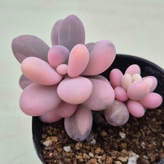 Korean Succulent - видео и фото