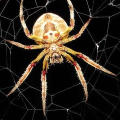 Spiderdik Bdsm - видео и фото