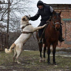 Басхан Парий - видео и фото