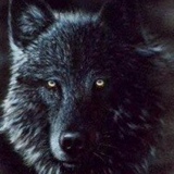 Black Wolf - видео и фото