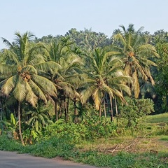 Shahanan Kerala - видео и фото