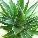 Aloe Vera - видео и фото