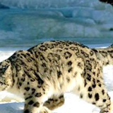 Juliana Snowleopard - видео и фото