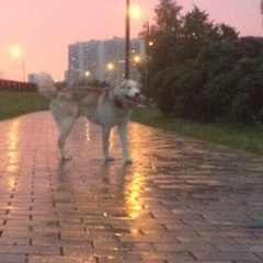 Александр Жилин - видео и фото