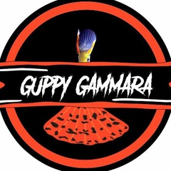 Guppy Gammara - видео и фото