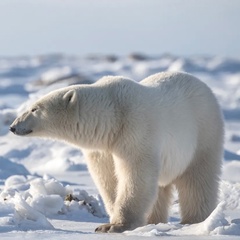 White Bear - видео и фото