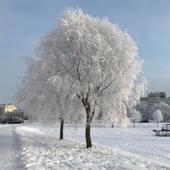 Во Криволапов - видео и фото