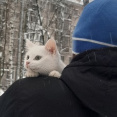 Олег Тимофеев - видео и фото