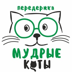 Мудрые Коты - видео и фото