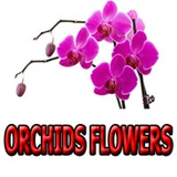 Orchids Flowers - видео и фото