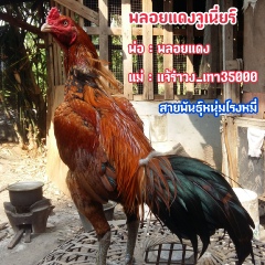 มณีพงศ์-ไก่ชน สายเลือดเงินล้าน - видео и фото